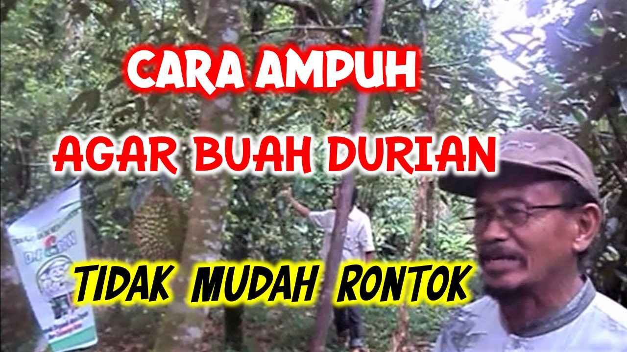 Read more about the article CARA AMPUH, AGAR BUNGA DAN BUAH DURIAN TIDAK MUDAH RONTOK