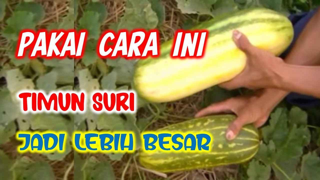 Read more about the article GUNAKAN CARA INI, BUAH TIMUN SURI AKAN MENJADI LEBIH BESAR