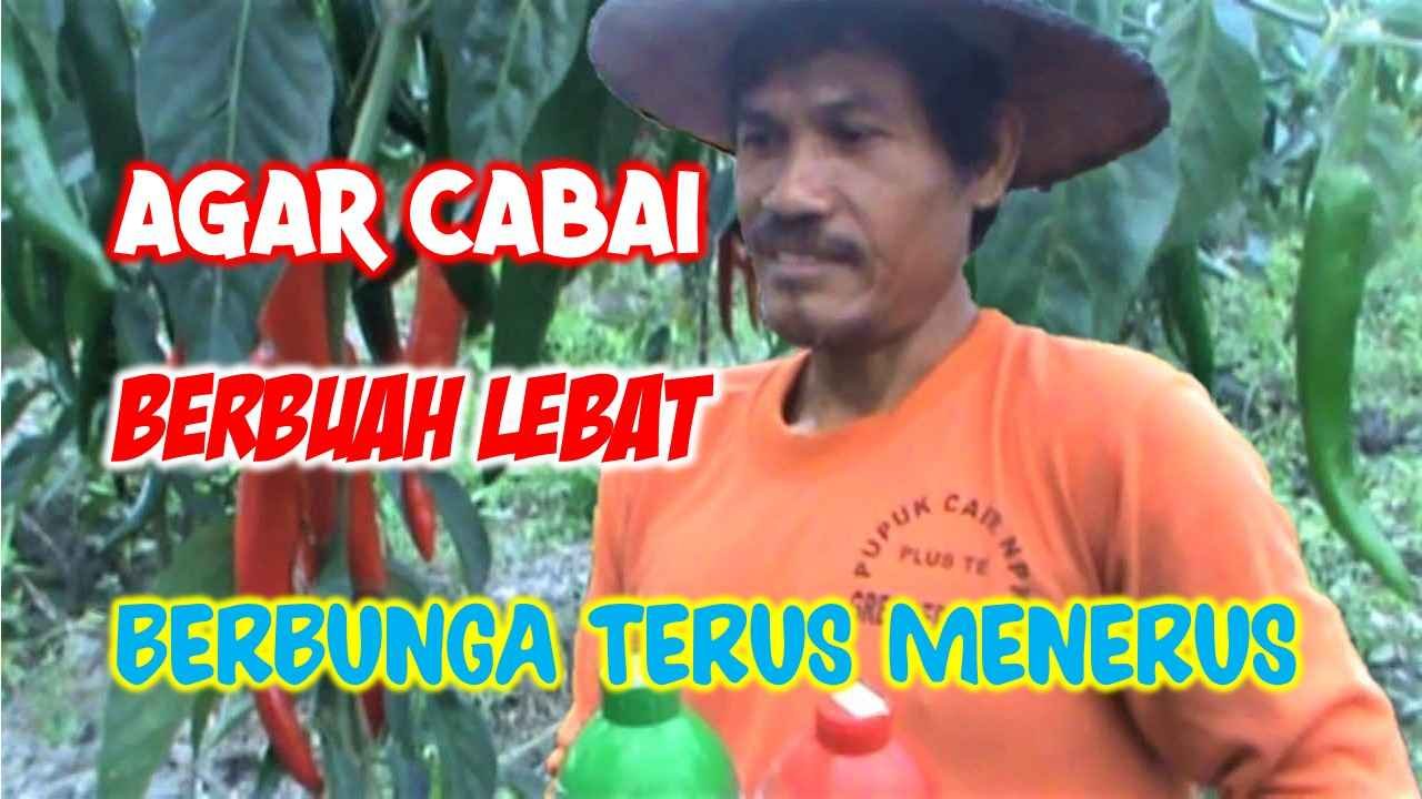 Read more about the article CARA AGAR CABAI BERBUAH LEBAT, BERBUNGA TERUS MENERUS