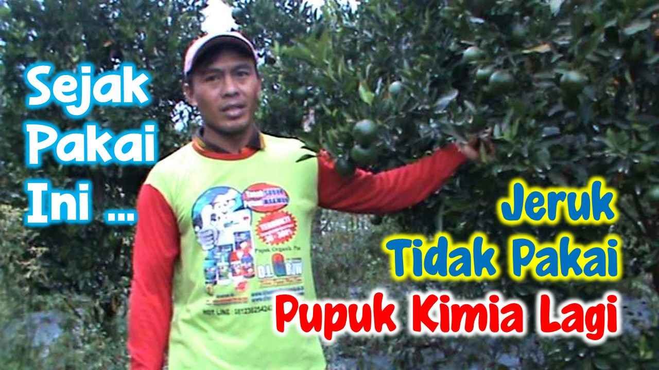 Read more about the article SEJAK PAKAI INI, TANAMAN JERUK TIDAK PAKAI PUPUK KIMIA LAGI