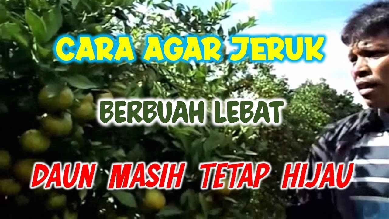 Read more about the article CARA MERANGSANG JERUK AGAR BERBUAH LEBAT DAN BESAR-BESAR