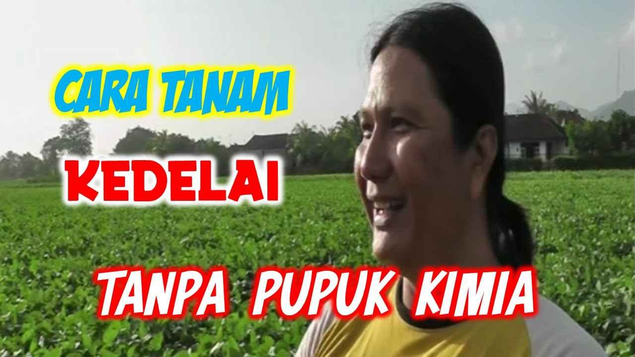 Read more about the article CARA TANAM KEDELAI TANPA MENGGUNAKAN PUPUK KIMIA