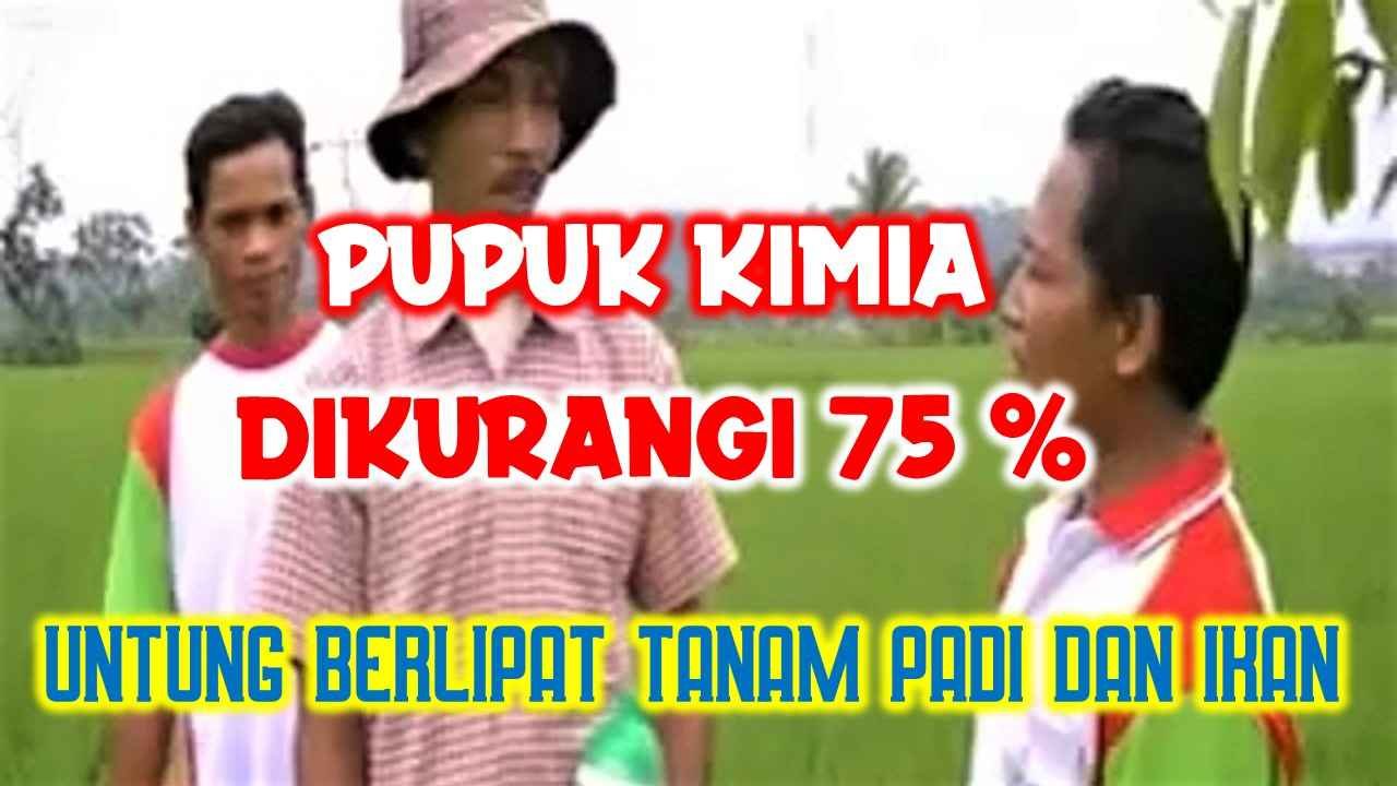 Read more about the article PUPUK KIMIA DIKURANGI 75 %, UNTUNG BERLIPAT DARI TANAM PADI DAN IKAN