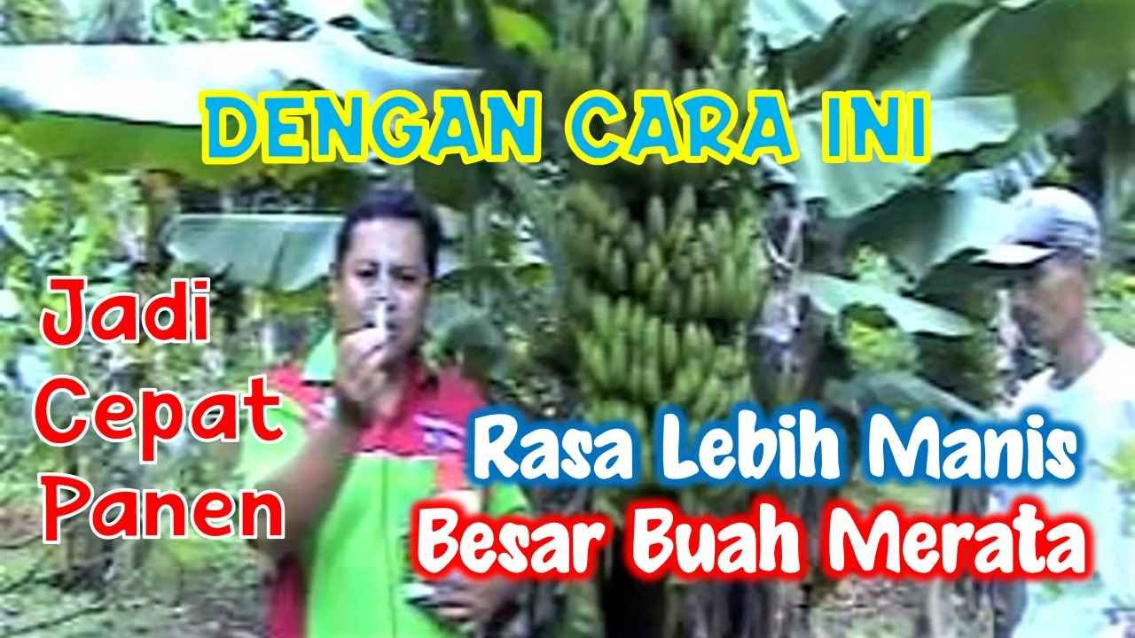 Read more about the article CARA AGAR TANAMAN PISANG CEPAT PANEN, RASA MANIS DAN BESAR BUAH MERATA