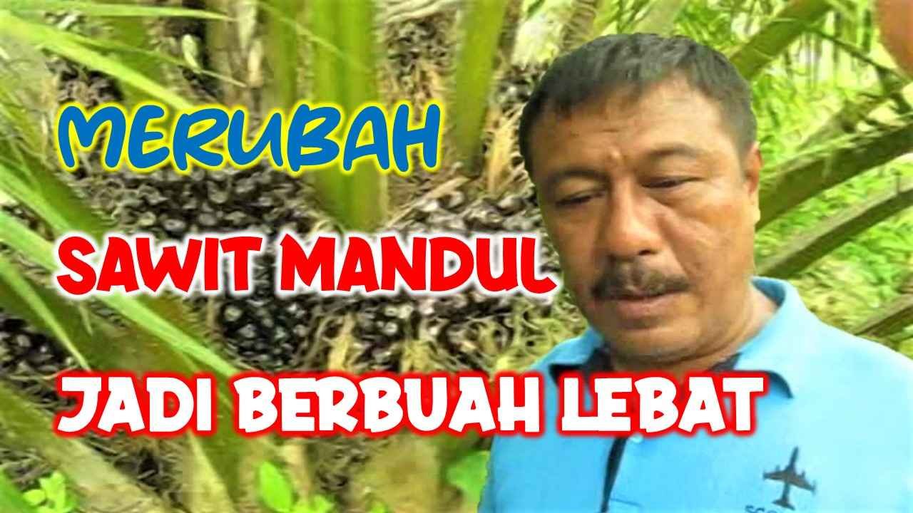 Read more about the article MERUBAH TANAMAN SAWIT MANDUL MENJADI BERBUAH LEBAT