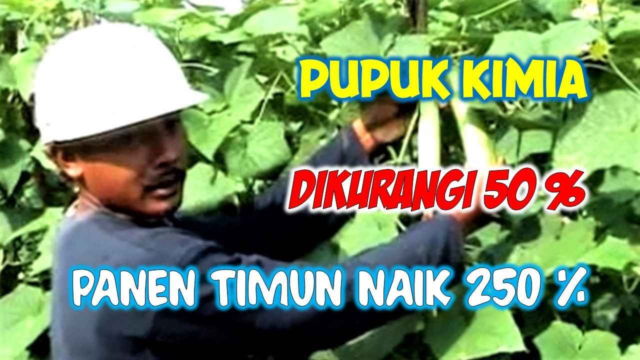 Read more about the article PUPUK KIMIA DIKURANGI 50 %, PANEN TIMUN MALAH NAIK 250%