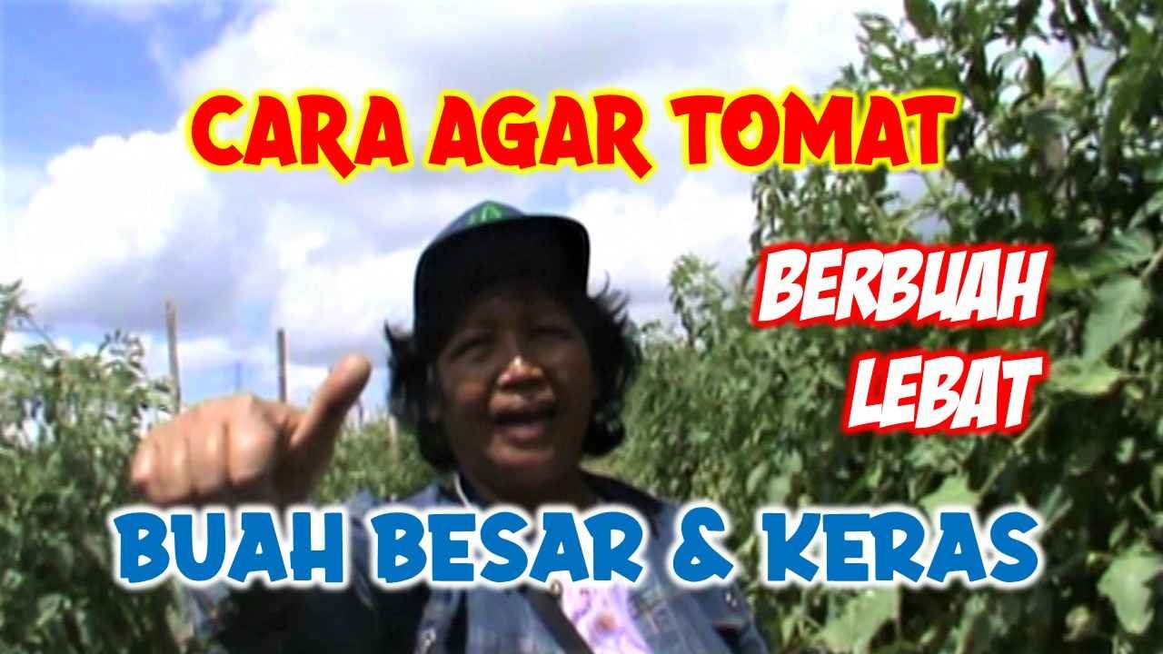 Read more about the article CARA AGAR TOMAT BERBUAH LEBAT, BESAR DAN KERAS