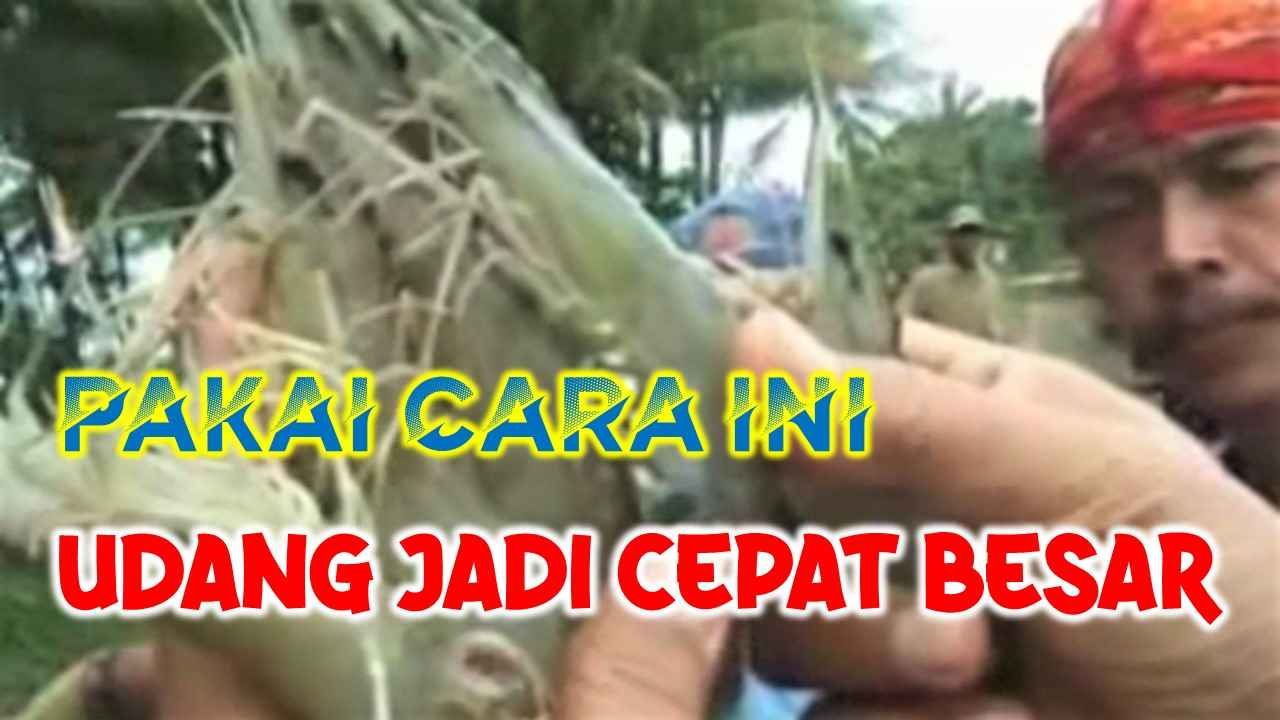 Read more about the article CARA AGAR UDANG WINDU CEPAT BESAR, PANEN LEBIH CEPAT