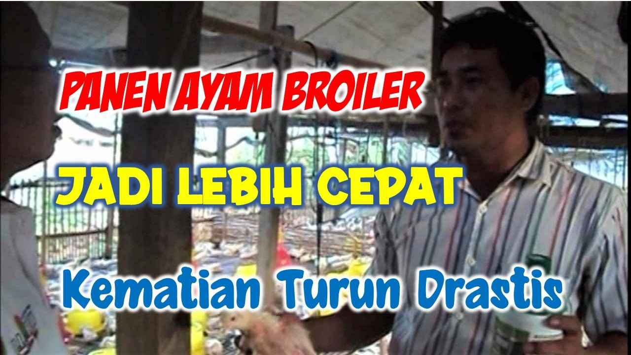 Read more about the article PANEN AYAM BROILER JADI LEBIH CEPAT, KEMATIAN TURUN DRASTIS