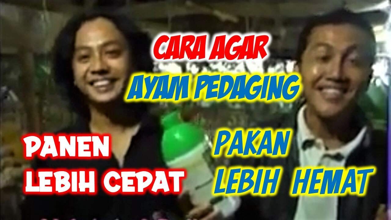 Read more about the article CARA AGAR PANEN AYAM PEDAGING LEBIH CEPAT, PAKAN LEBIH HEMAT