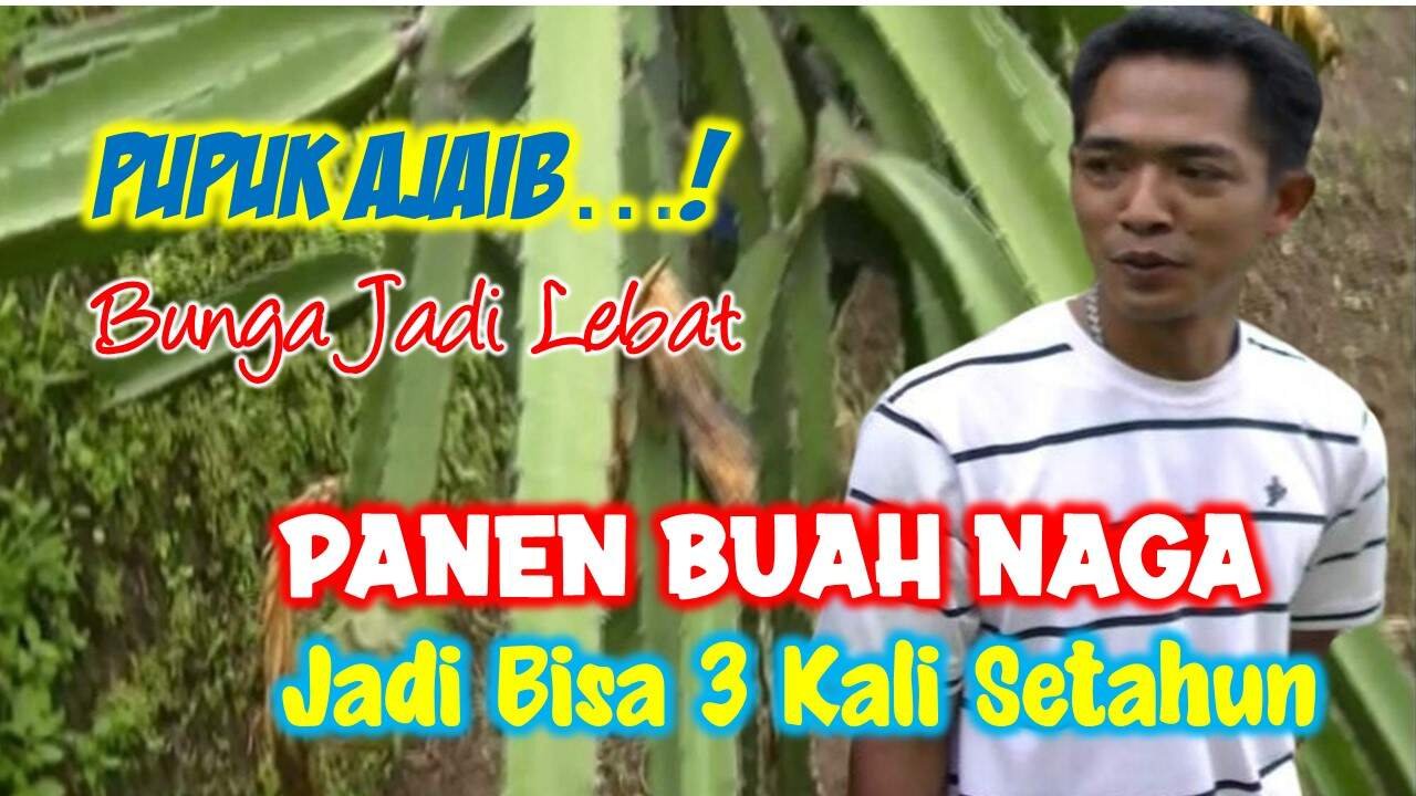 Read more about the article PUPUK AJAIB, BUNGA JADI LEBAT DAN PANEN BUAH NAGA BISA 2-3 KALI SETAHUN