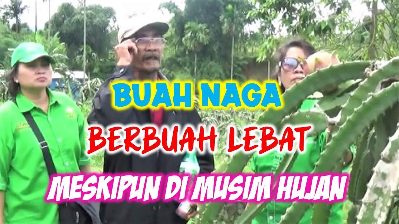 Read more about the article BUAH NAGA TETAP BERBUAH LEBAT MESKIPUN DI MUSIM HUJAN