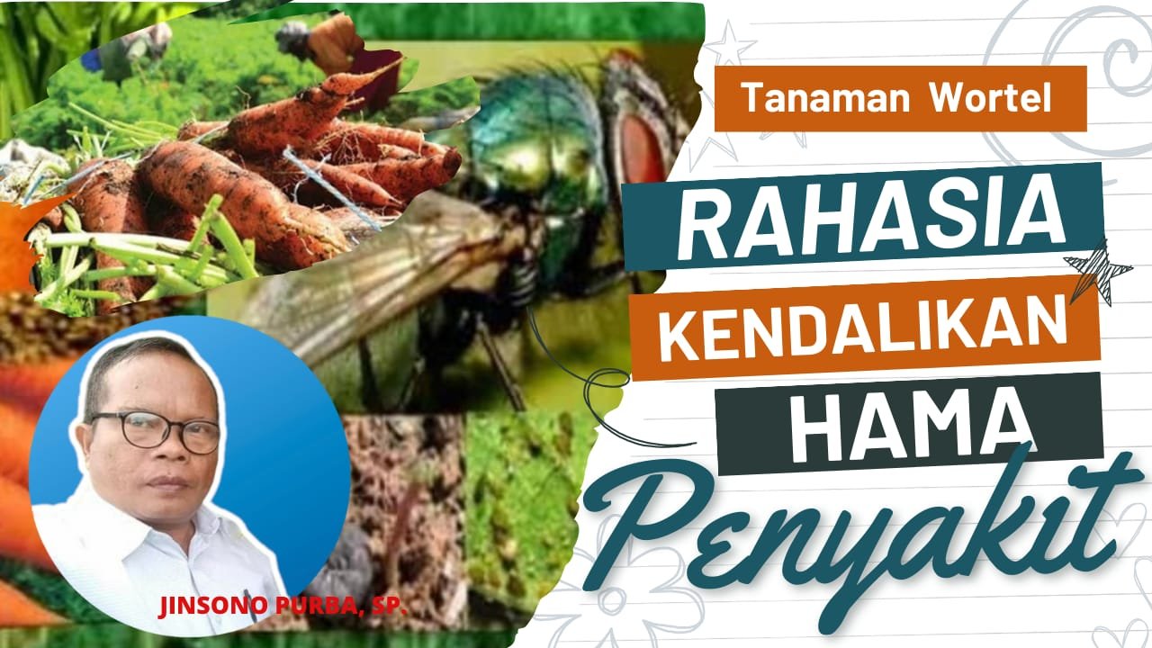 Read more about the article RAHASIA KENDALIKAN HAMA PENYAKIT WORTEL
