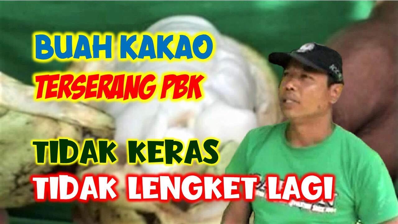 Read more about the article BUAH KAKAO TERSERANG PBK KEMBALI MULUS, TIDAK KERAS DAN TIDAK LENGKET LAGI