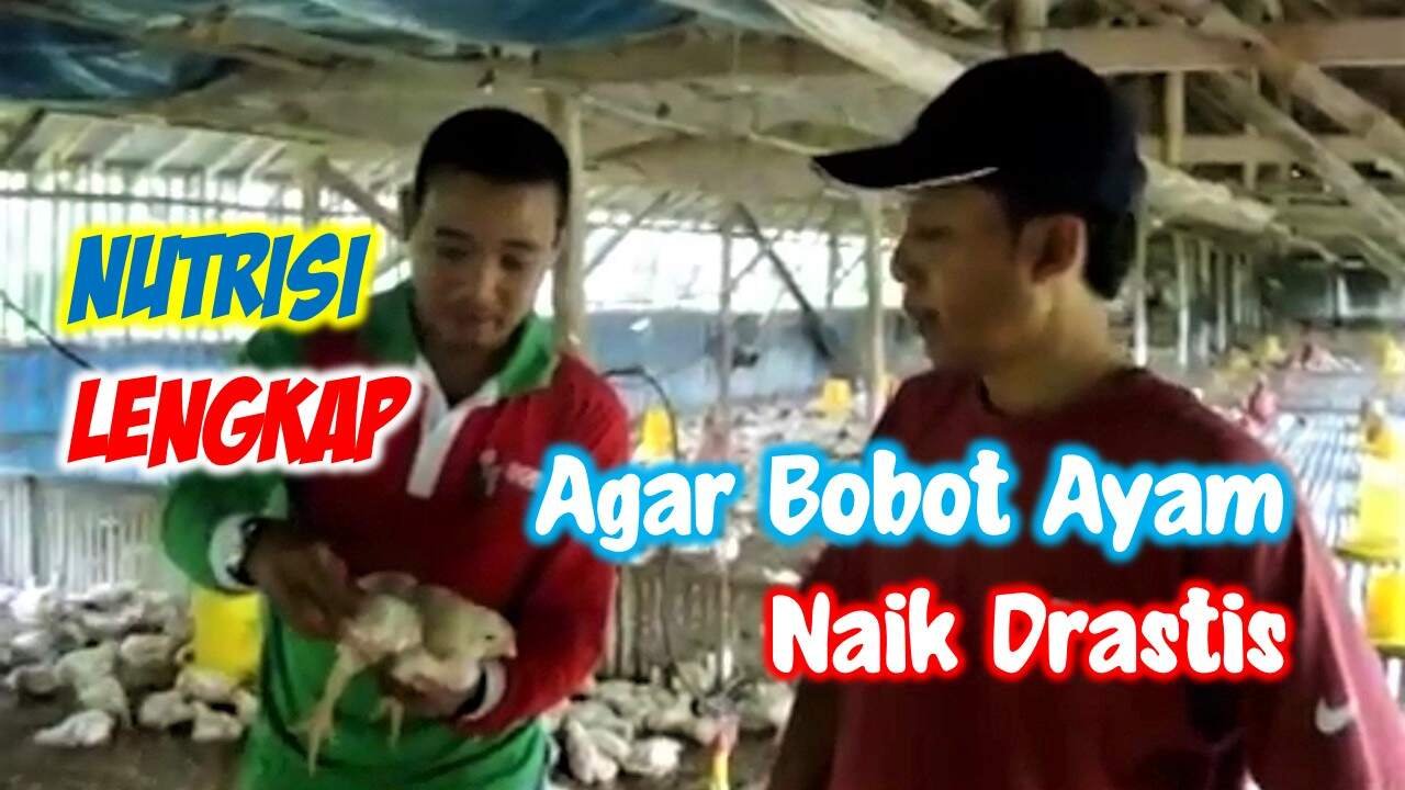 Read more about the article CARA AGAR BOBOT AYAM PEDAGING BISA NAIK DRASTIS