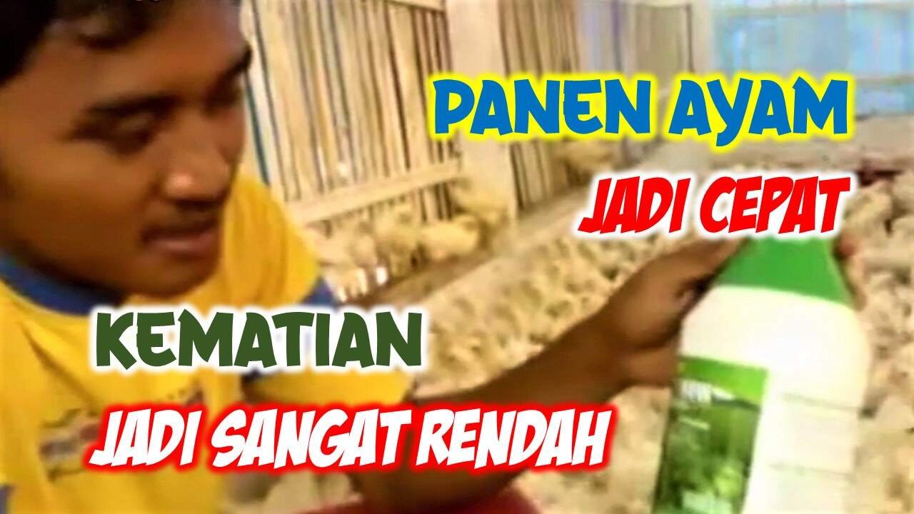 Read more about the article PANEN AYAM MENJADI CEPAT, TINGKAT KEMATIAN MENJADI SANGAT RENDAH