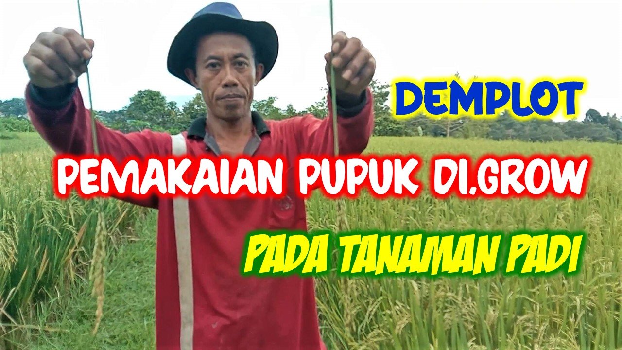 Read more about the article <strong>DEMPLOT PEMAKAIAN PUPUK DI.GROW PADA TANAMAN PADI VARIETAS SERTANI</strong>