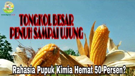 Read more about the article Penen Jagung Tetap Tinggi walau Pupuk Kimia Dikurangi 50 Persen