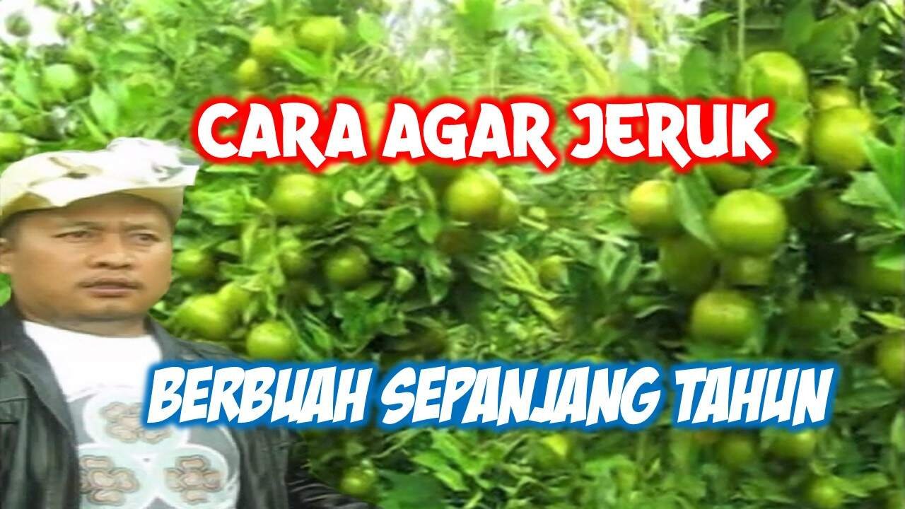 Read more about the article CARA AGAR TANAMAN JERUK BERBUAH SEPANJANG TAHUN