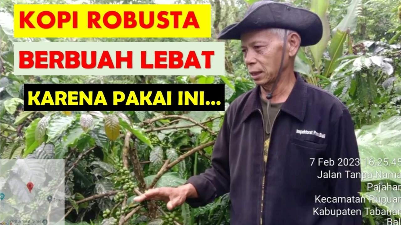 Read more about the article PAKAI INI..,KOPI ROBUSTA AKAN BERBUAH LEBAT