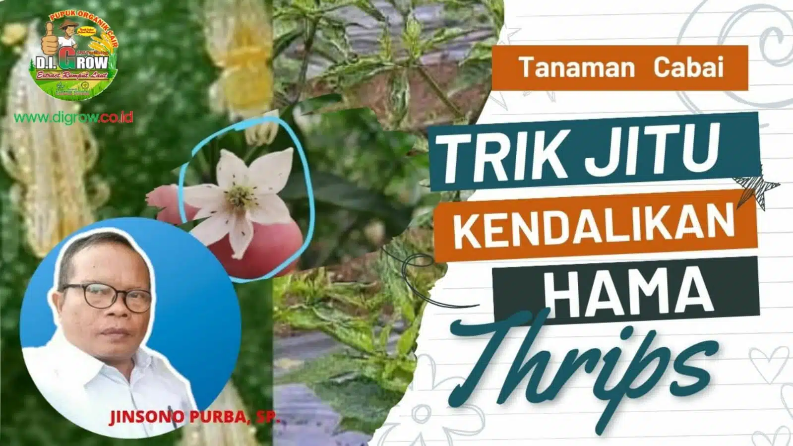 Read more about the article Trik Jitu Kendalikan Hama Thrips