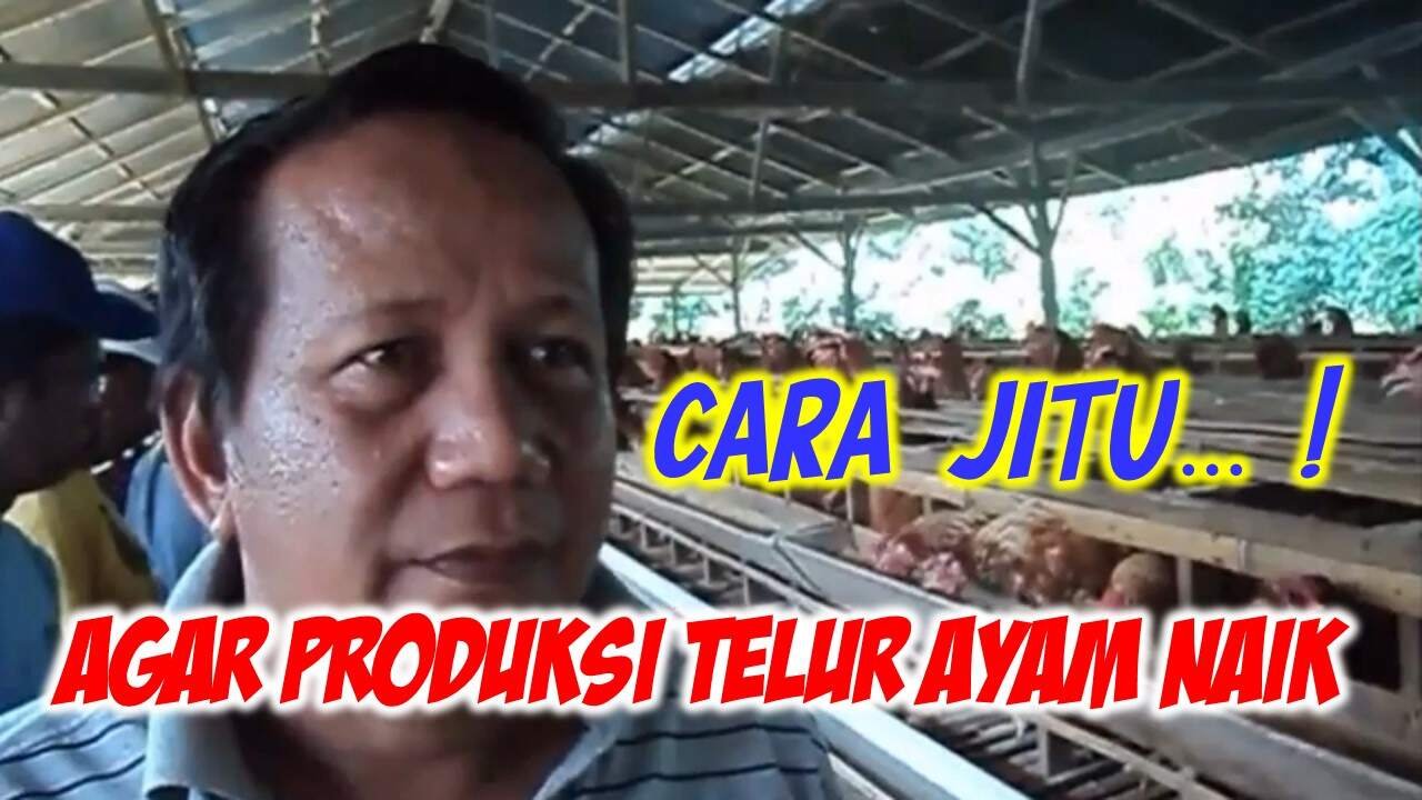 Read more about the article CARA JITU..! AGAR PRODUKSI TELUR AYAM MENINGKAT