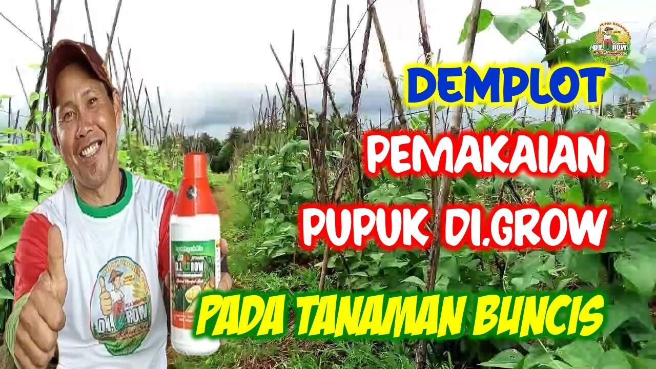 Read more about the article DEMPLOT PEMAKAIAN PUPUK DI.GROW PADA TANAMAN BUNCIS