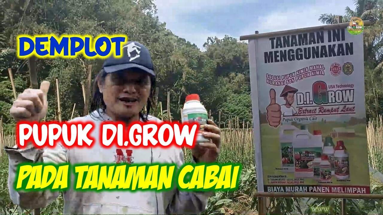 Read more about the article DEMPLOT PEMAKAIAN PUPUK DI.GROW PADA TANAMAN CABAI