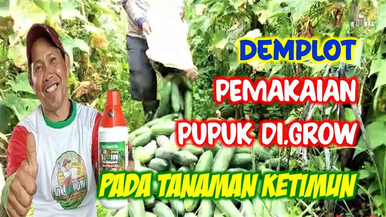 Read more about the article DEMPLOT PEMAKAIAN PUPUK DI.GROW PADA TANAMAN KETIMUN