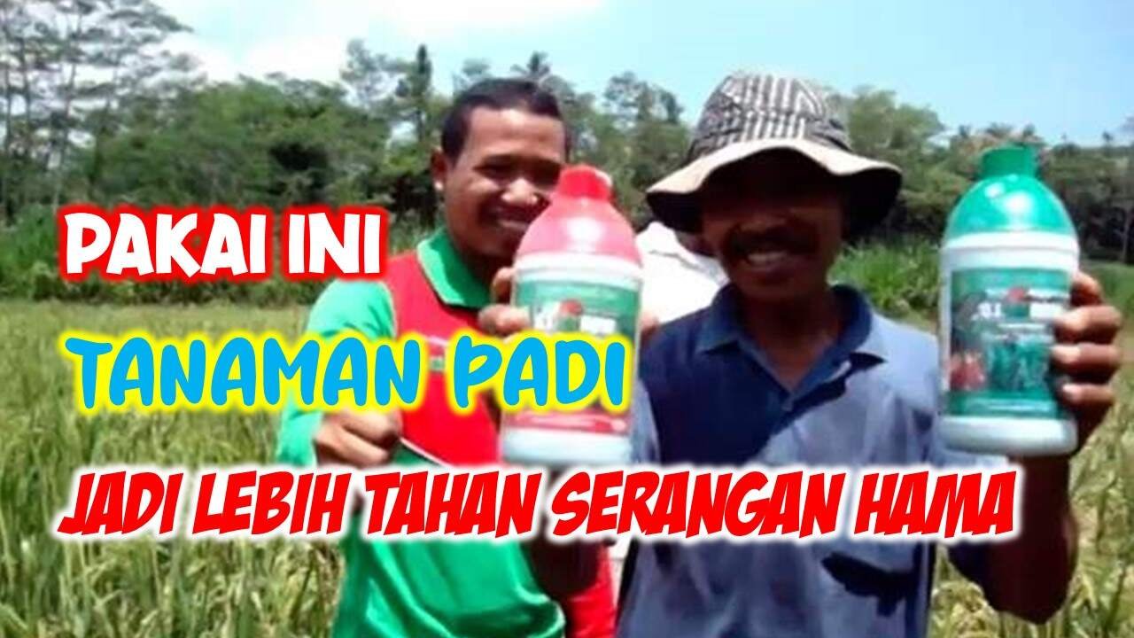 Read more about the article <strong>PAKAI INI..TANAMAN PADI JADI LEBIH TAHAN TERHADAP SERANGAN HAMA</strong>