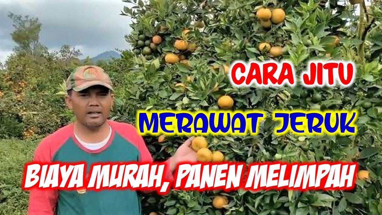 Read more about the article <strong>CARA JITU MERAWAT TANAMAN JERUK, AGAR BIAYA MURAH DAN HASIL PANEN MELIMPAH</strong>