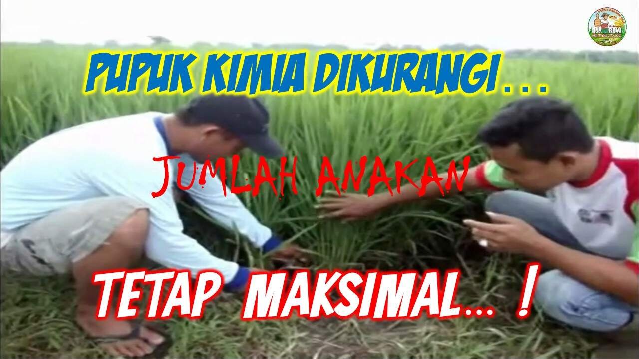 Read more about the article PUPUK KIMIA DIKURANGI, JUMLAH ANAKAN PADI TETAP MAKSIMAL