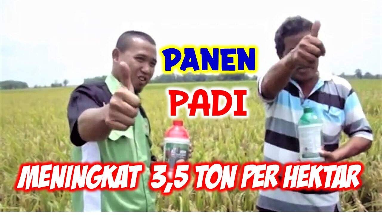 Read more about the article <strong>PANEN PADI MENINGKAT 3,5 TON PER HEKTAR</strong>