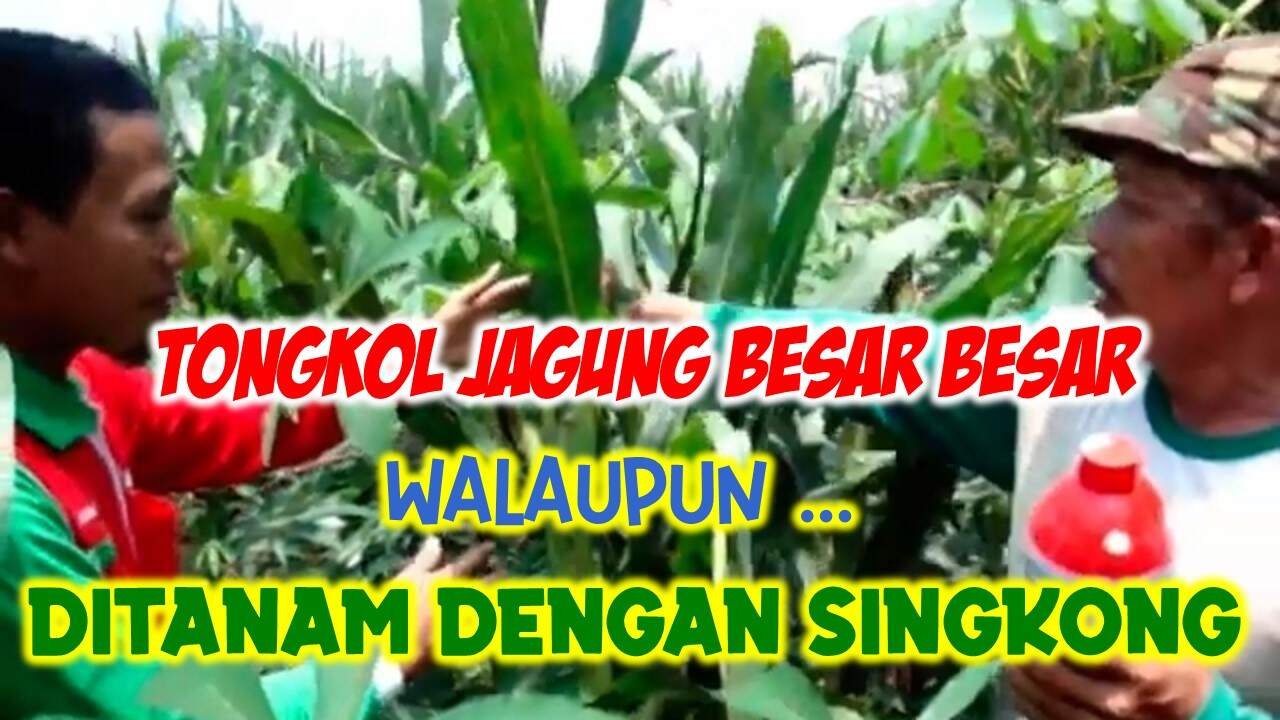 Read more about the article TONGKOL JAGUNG BESAR-BESAR WALAUPUN DITANAM TUMPANGSARI DENGAN SINGKONG