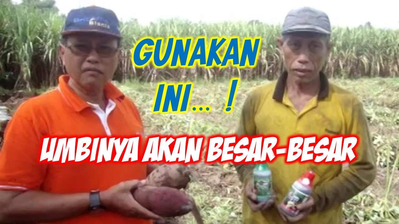 Read more about the article GUNAKAN CARA INI..! UMBI UBI JALAR AKAN BESAR-BESAR