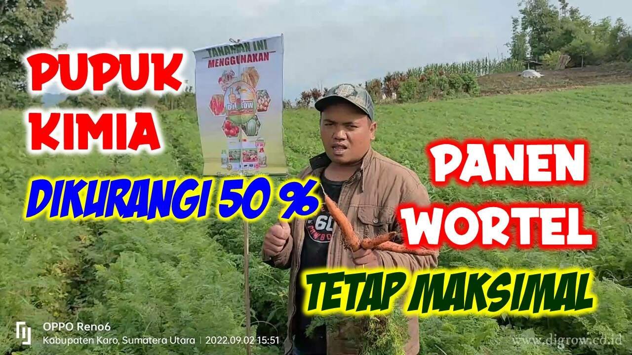 Read more about the article PUPUK KIMIA DIKURANGI 50 % , PANEN WORTEL TETAP MAKSIMAL