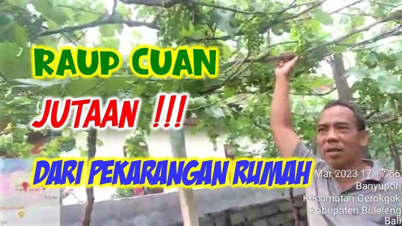 Read more about the article MERAUP CUAN JUTAAN DARI TANAM ANGGUR DI PEKARANGAN RUMAH