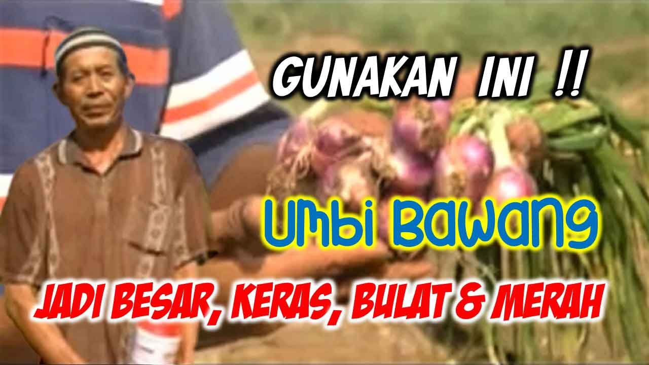 Read more about the article GUNAKAN CARA INI…AGAR UMBI BAWANG MERAH BESAR, BULAT, KERAS DAN BERWARNA MERAH BERKILAU