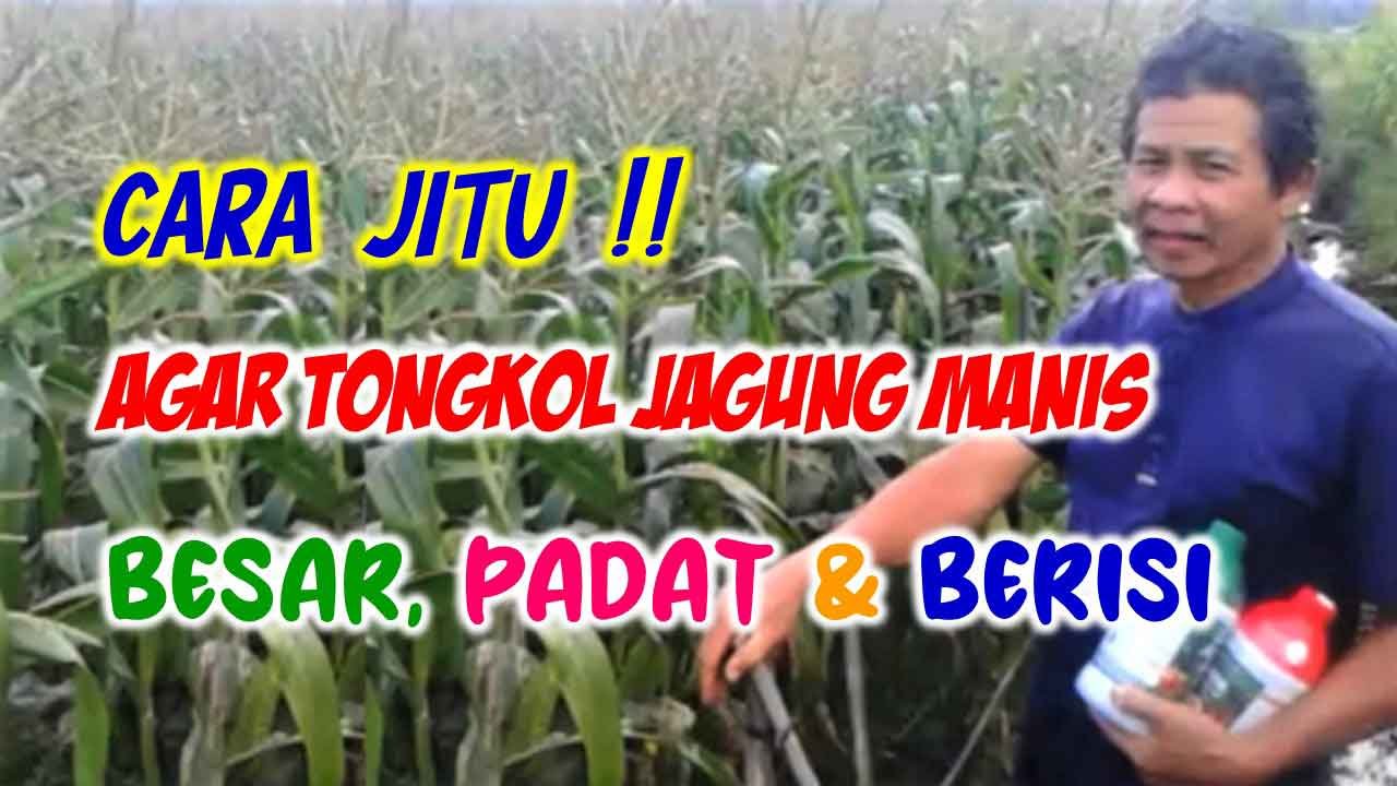 Read more about the article CARA AGAR JAGUNG MANIS BERTONGKOL BESAR, PADAT DAN TERISI PENUH