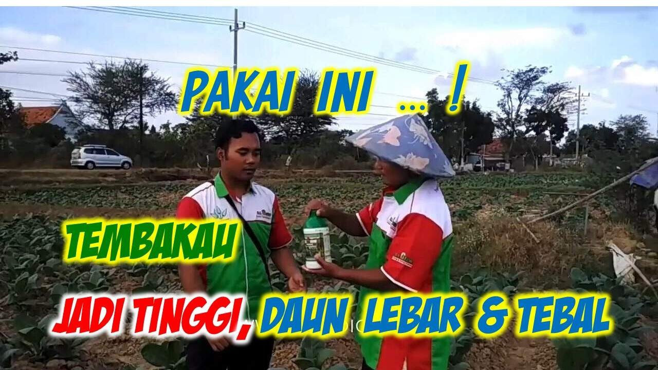 Read more about the article PAKAI INI…! TANAMAN TEMBAKAU JADI TINGGI, DAUN LEBAR DAN TEBAL