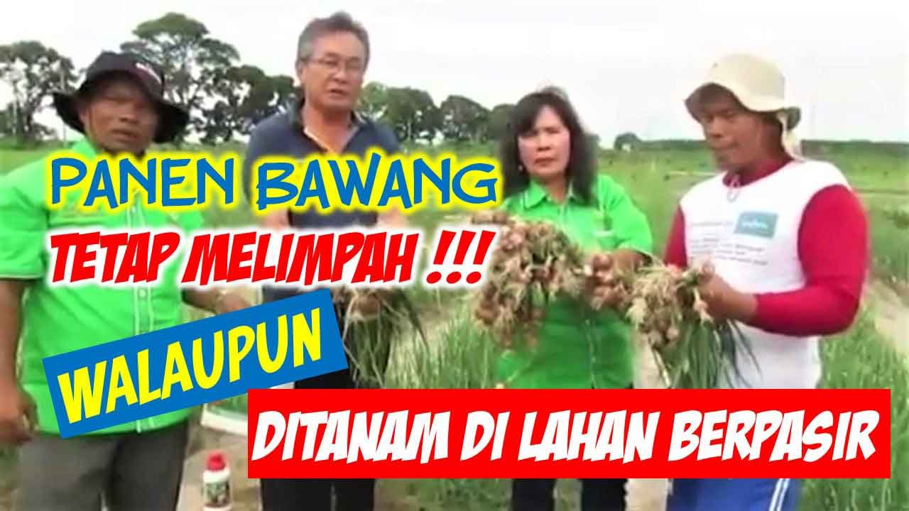 Read more about the article PANEN BAWANG MERAH TETAP MELIMPAH WALAUPUN DI LAHAN BERPASIR