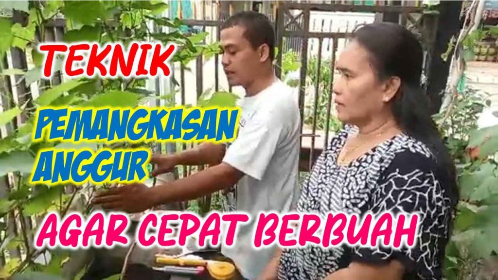 Teknik Pemangkasan Anggur Agar Cepat Berbuah Di Grow—situs Resmi