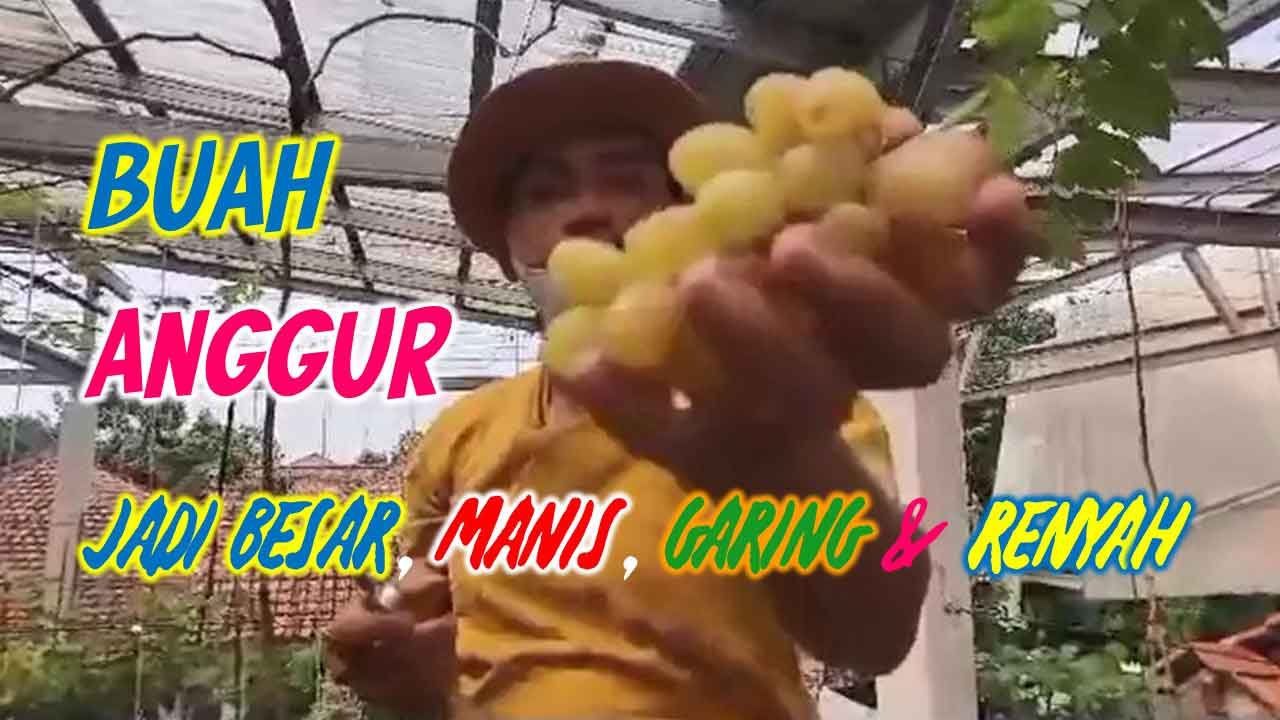 Read more about the article RAHASIA MEMPERSEMBAHKAN KUALITAS TERBAIK DARI BUAH ANGGUR