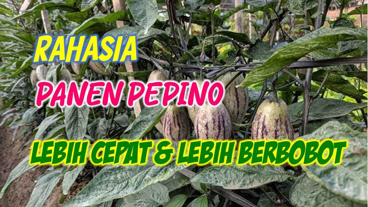 Read more about the article RAHASIA PANEN PEPINO LEBIH CEPAT DAN LEBIH BERBOBOT