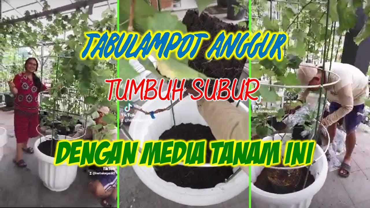 Read more about the article TABULAMPOT ANGGUR TUMBUH SUBUR DENGAN MEDIA TANAM INI
