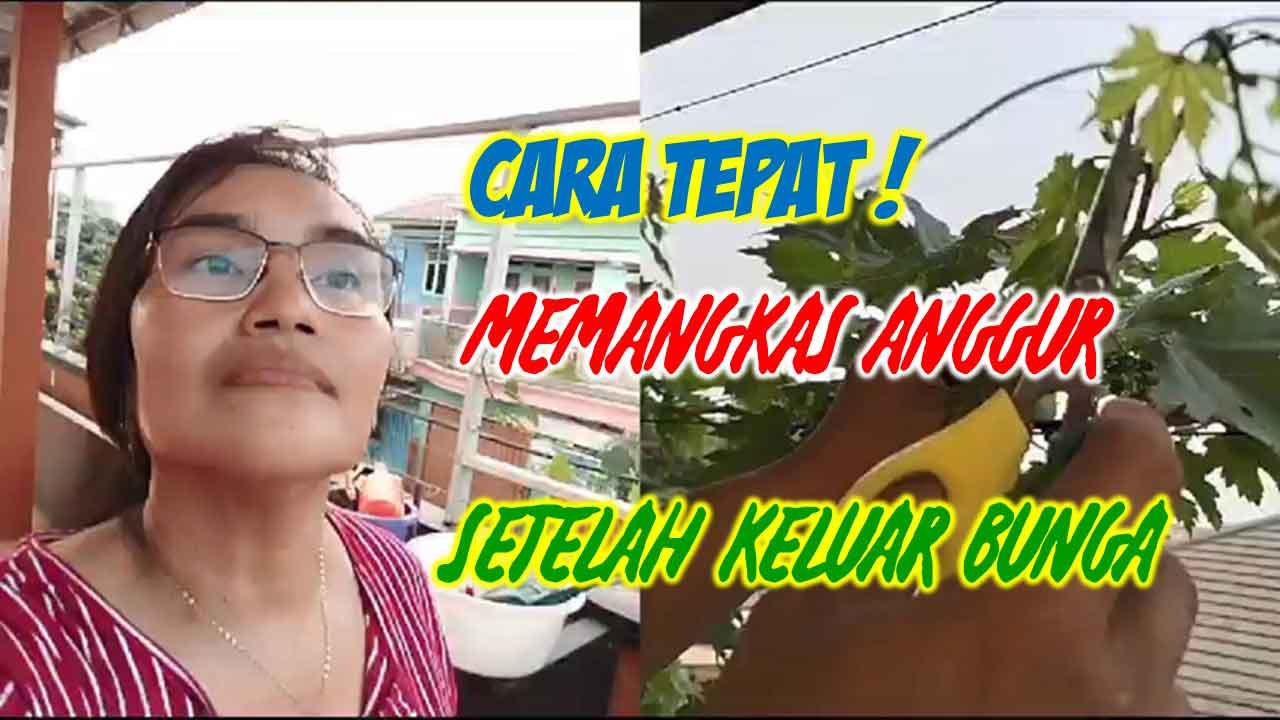 Read more about the article CARA TEPAT ! PEMANGKASAN ANGGUR SETELAH KELUAR BUNGA