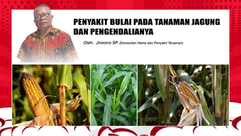 PENYAKIT BULAI PADA TANAMAN JAGUNG DAN PENGENDALIANYA - DI GROW—Situs Resmi