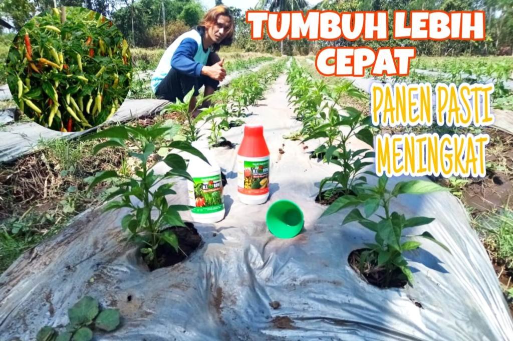 Read more about the article CABAI SEHAT LEBAT PANEN MENINGKAT