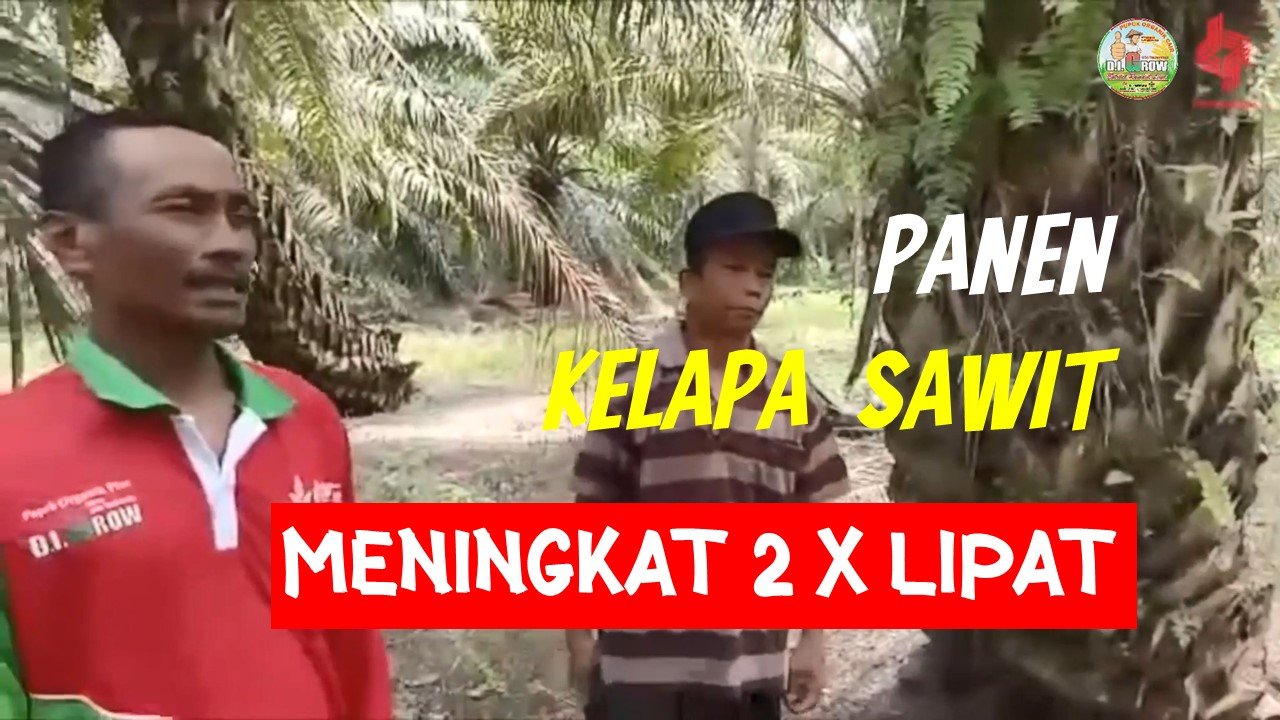 Read more about the article PANEN KELAPA SAWIT MENINGKAT 2 KALI LIPAT