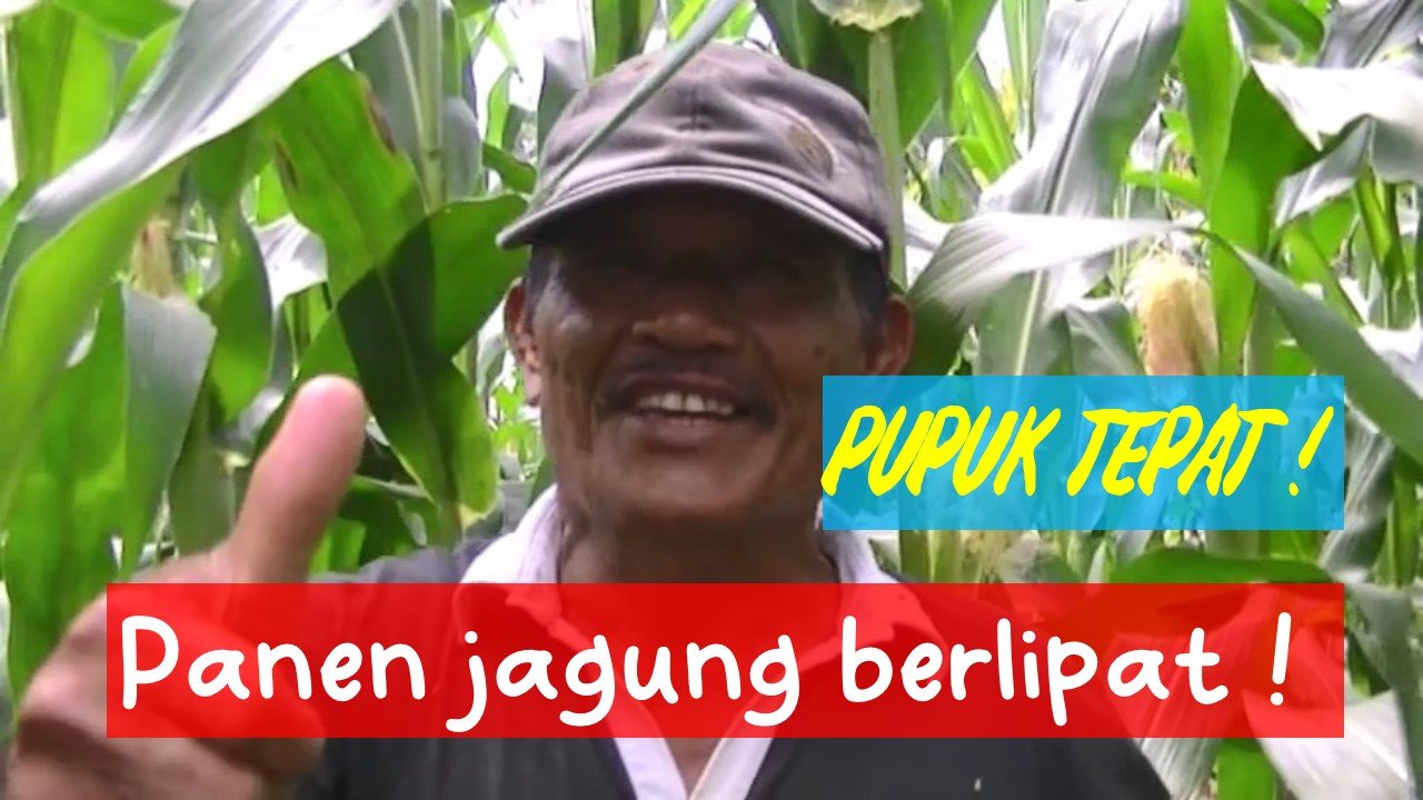 Read more about the article PUPUK TEPAT PANEN JAGUNG BERLIPAT